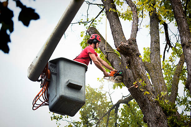 Trusted Kennewick, WA  Tree Services Experts