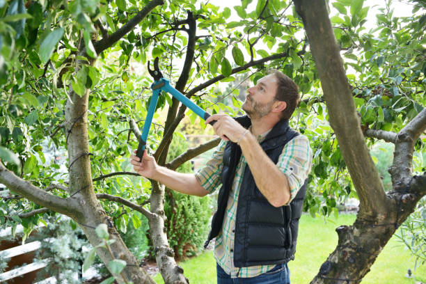 Best Hedge Trimming  in Kennewick, WA